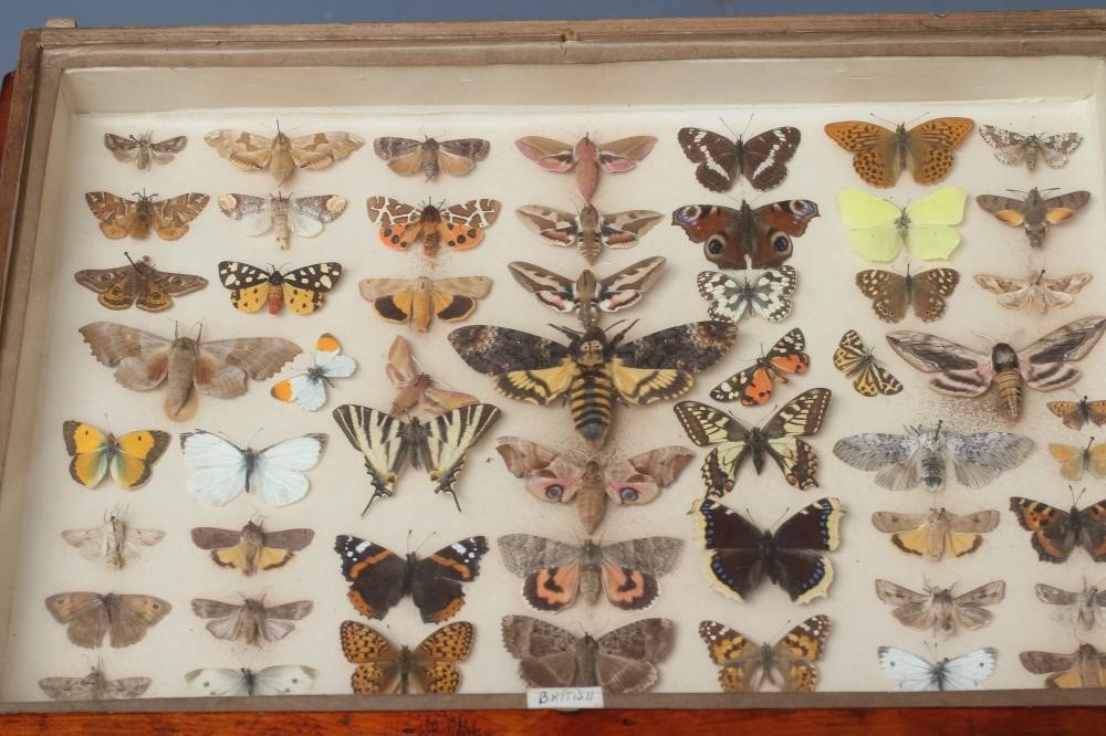 A LEPIDOPTERY COLLECTION Image