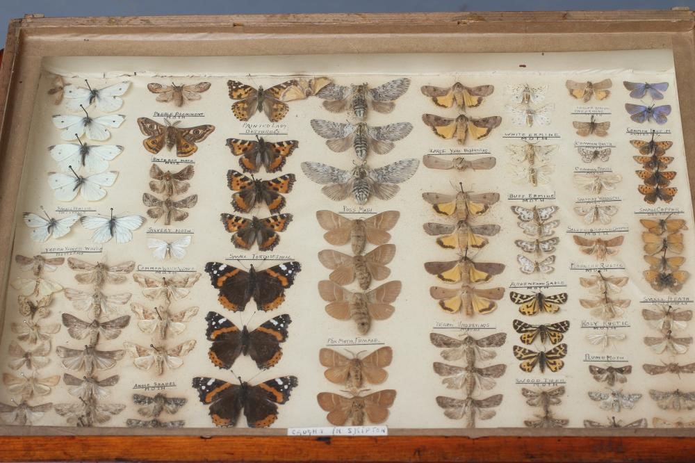 A LEPIDOPTERY COLLECTION Image