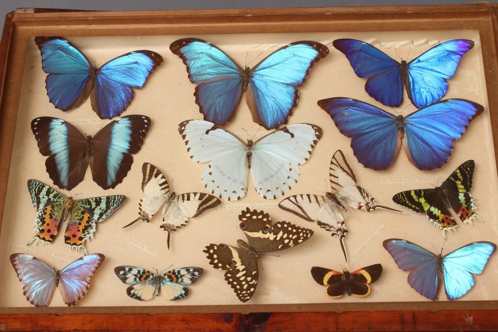 A LEPIDOPTERY COLLECTION Image