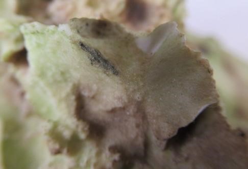 A PAIR OF ROYAL DUX FIGURES Image