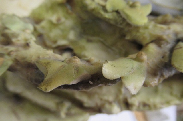 A TURN OF TEPLITZ FIGURAL TABLE CENTREPIECE Image