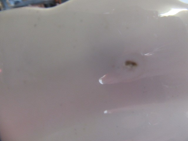 A SET OF TWELVE ROYAL WORCESTER VITREOUS CHINA PLATES Image