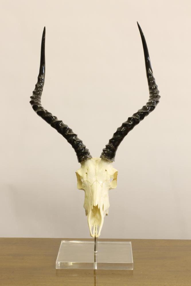 AN IMPALA SKULL AND HORN MOUNT Image