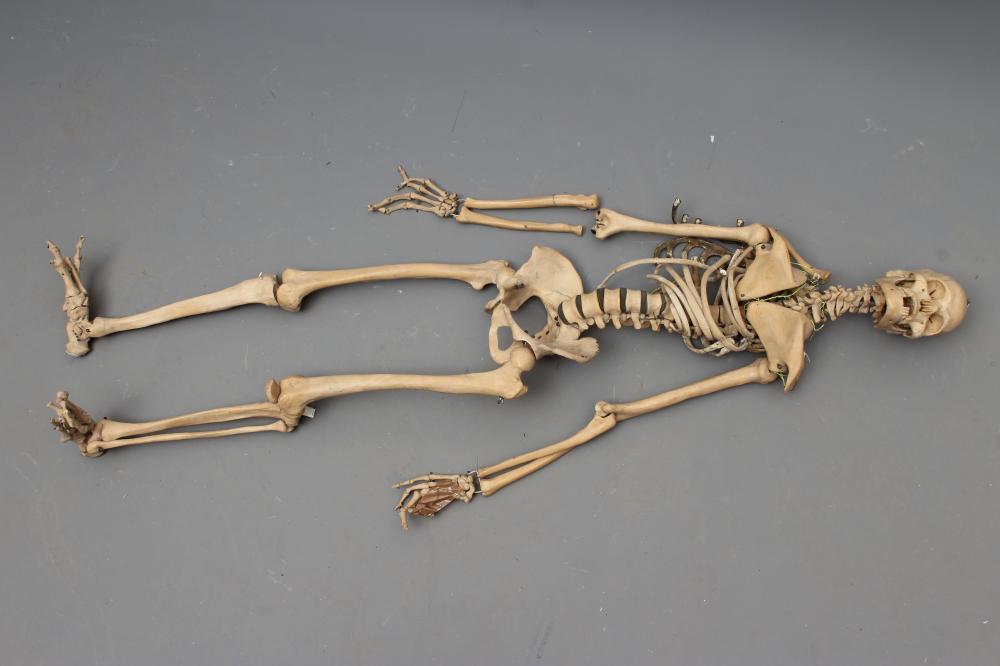 A COMPOSITION MEDICAL/CLASS ROOM SKELETON of wired construction, with hanging point to top of skull, Image