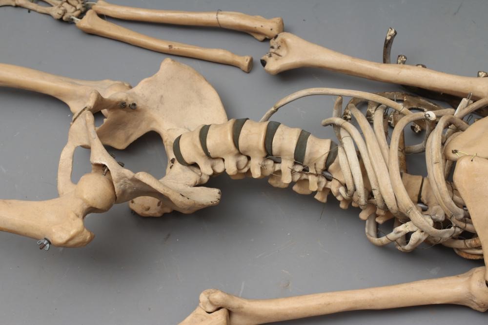 A COMPOSITION MEDICAL/CLASS ROOM SKELETON of wired construction, with hanging point to top of skull, Image