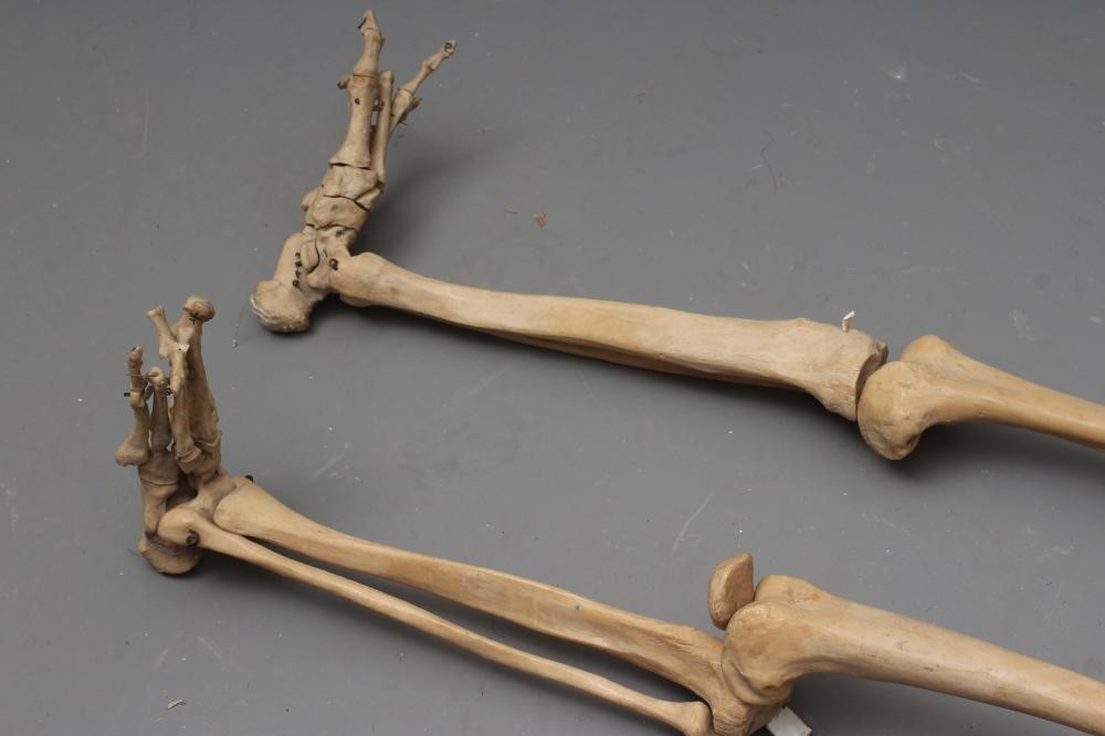 A COMPOSITION MEDICAL/CLASS ROOM SKELETON of wired construction, with hanging point to top of skull, Image
