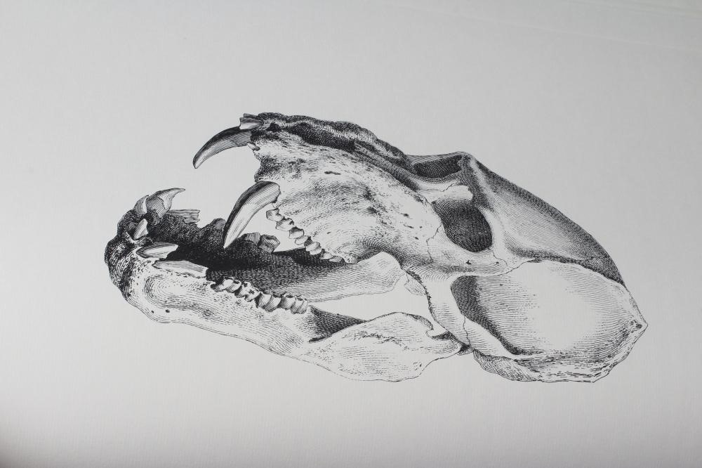 WILLIAM CHESELDEN, Osteographia, facsimile, no date, The Scholar Press, Ilkley, one of 500 copies, Image