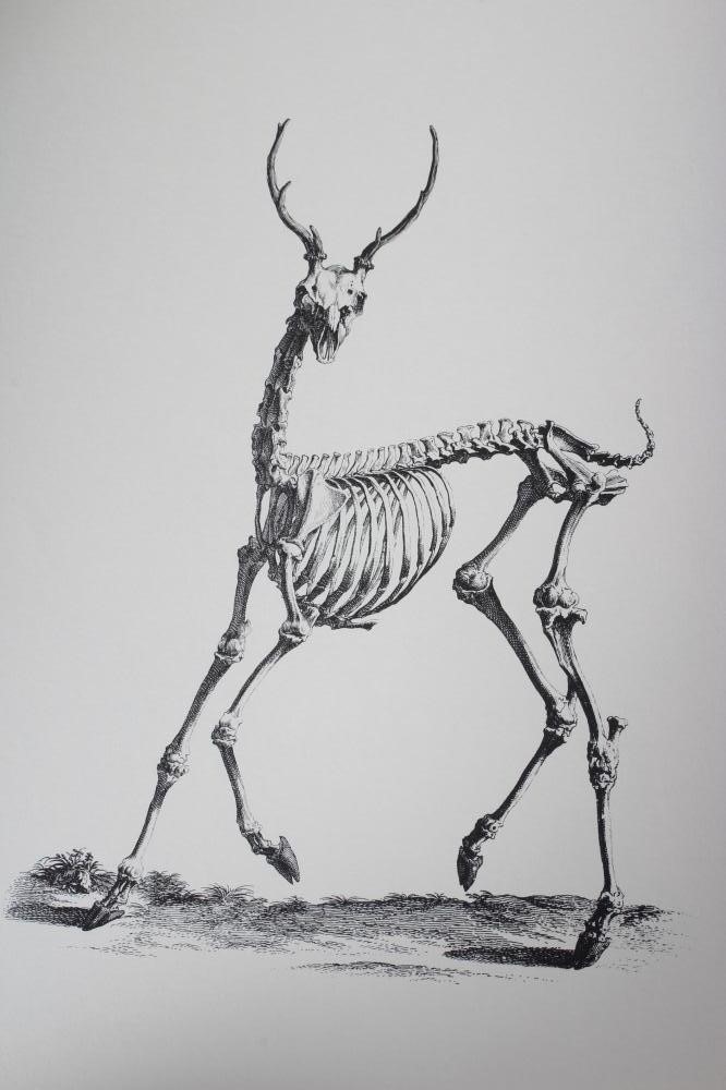 WILLIAM CHESELDEN Image