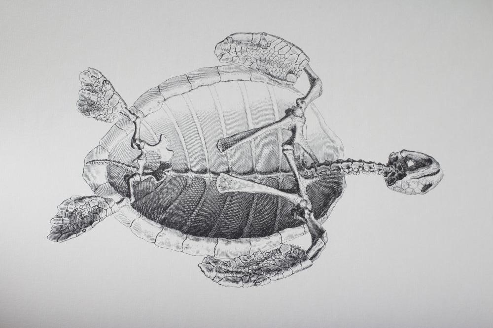 WILLIAM CHESELDEN Image