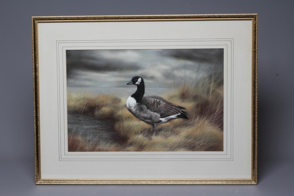 JOHN NAYLOR (b.1960) Canada Goose, signed lower right, pastel, 12 1/2" x 18 3/4", framed and glazed Image