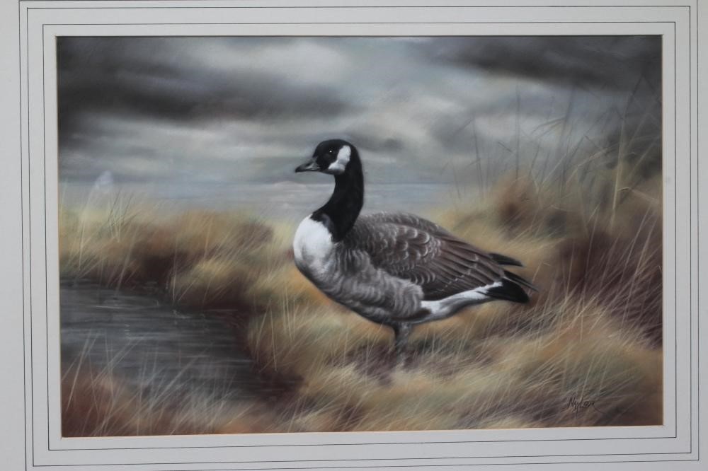 JOHN NAYLOR (b.1960) Canada Goose, signed lower right, pastel, 12 1/2" x 18 3/4", framed and glazed Image