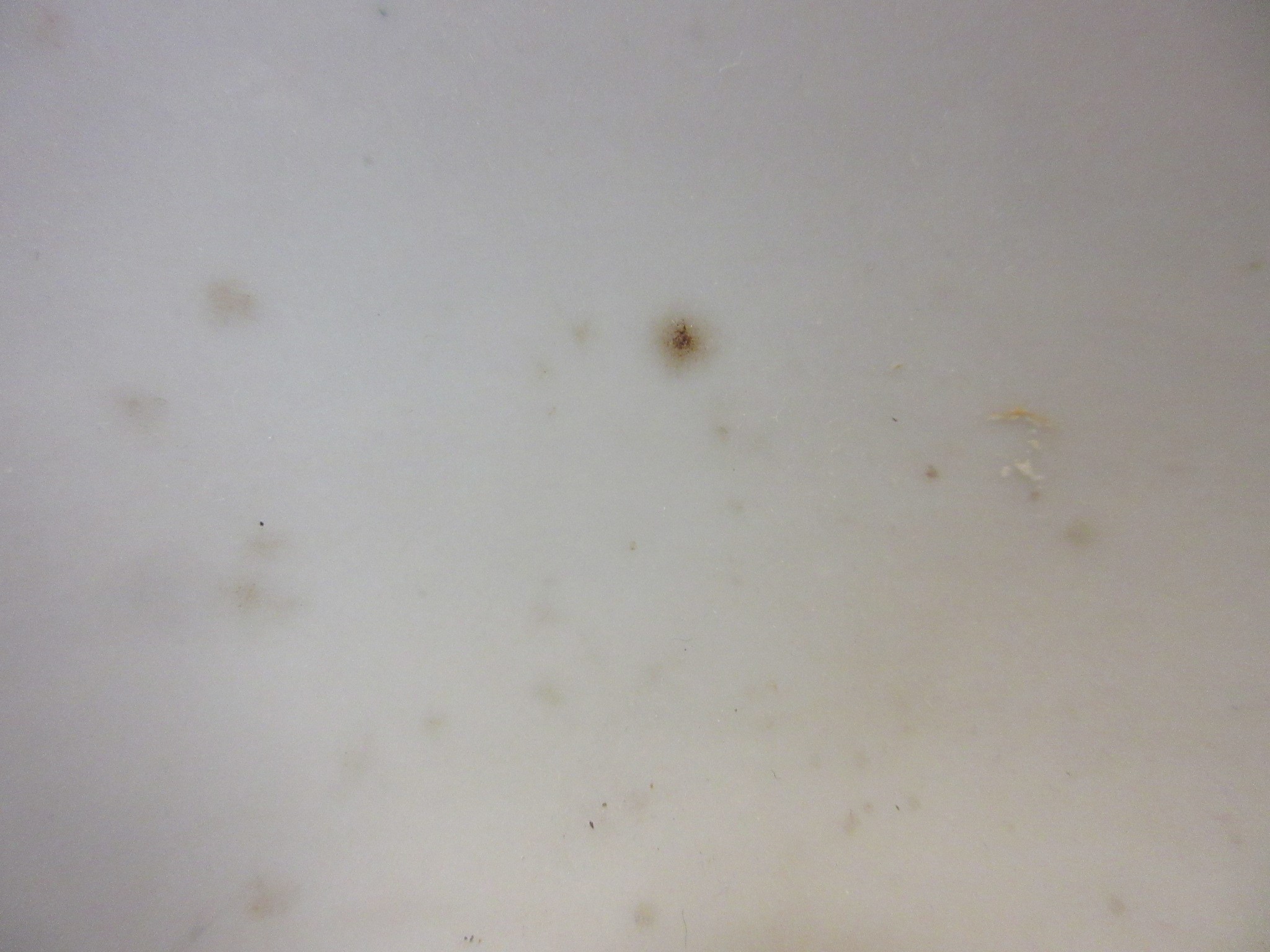 A CHINESE PORCELAIN FAMILLE VERTE BOWL of plain circular form painted with a seated Hotei with Image