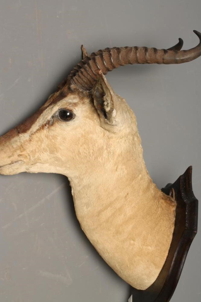 A TAXIDERMY SPRINGBOK HEAD AND NECK MOUNT Image