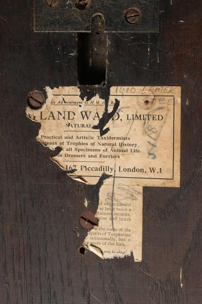 A TAXIDERMY SPRINGBOK HEAD AND NECK MOUNT Image