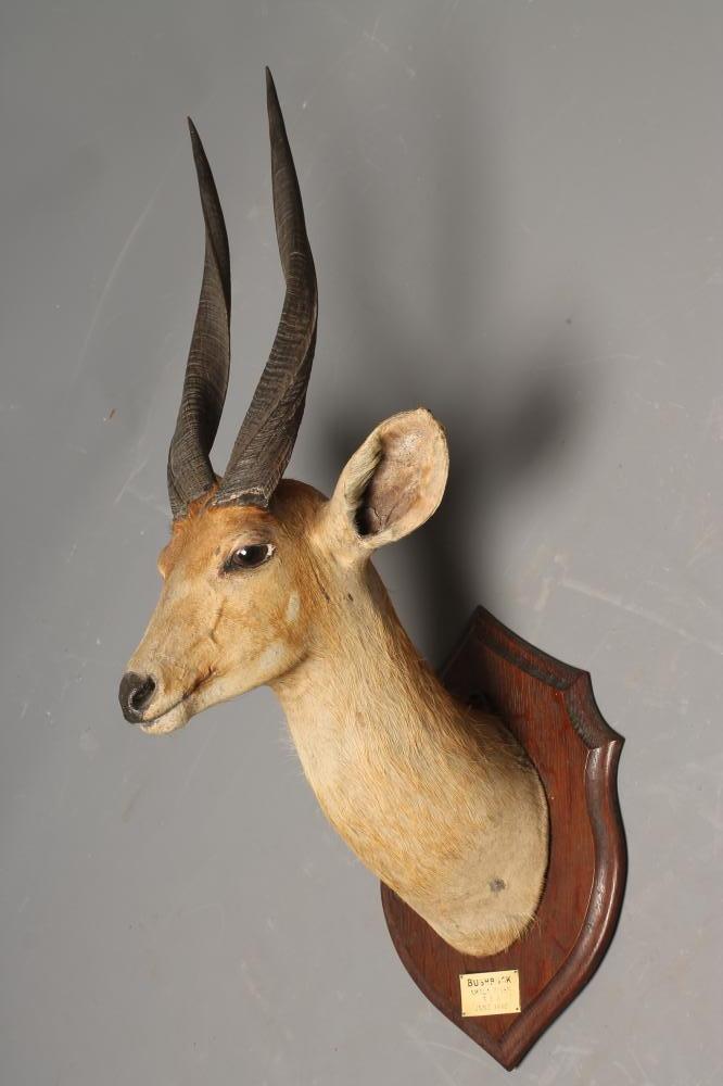 A TAXIDERMY BUSHBUCK HEAD AND NECK MOUNT Image