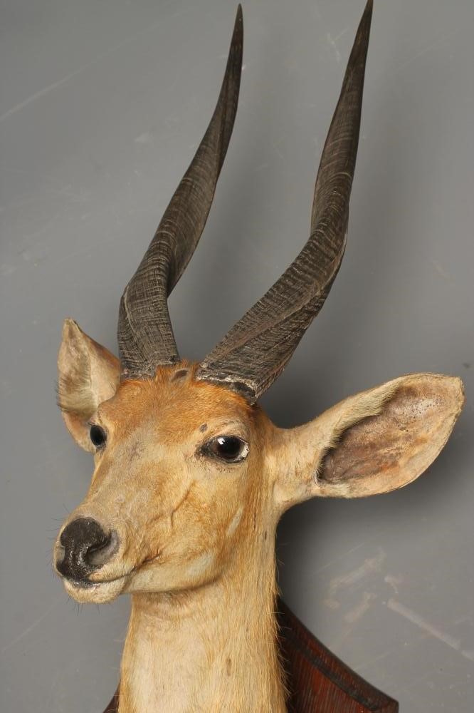 A TAXIDERMY BUSHBUCK HEAD AND NECK MOUNT Image