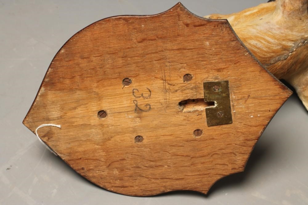 A TAXIDERMY BUSHBUCK HEAD AND NECK MOUNT Image