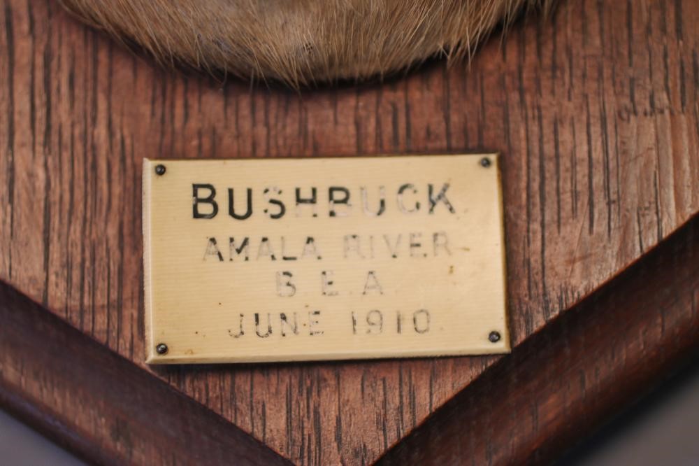A TAXIDERMY BUSHBUCK HEAD AND NECK MOUNT Image