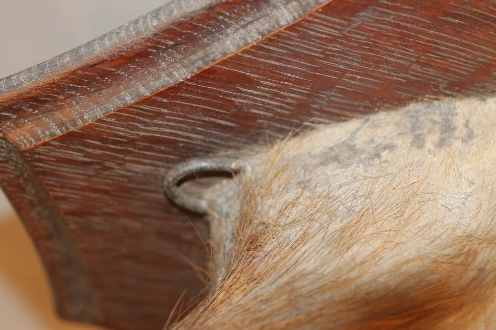 A TAXIDERMY BUSHBUCK HEAD AND NECK MOUNT Image