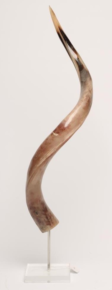 A KUDU HORN Image
