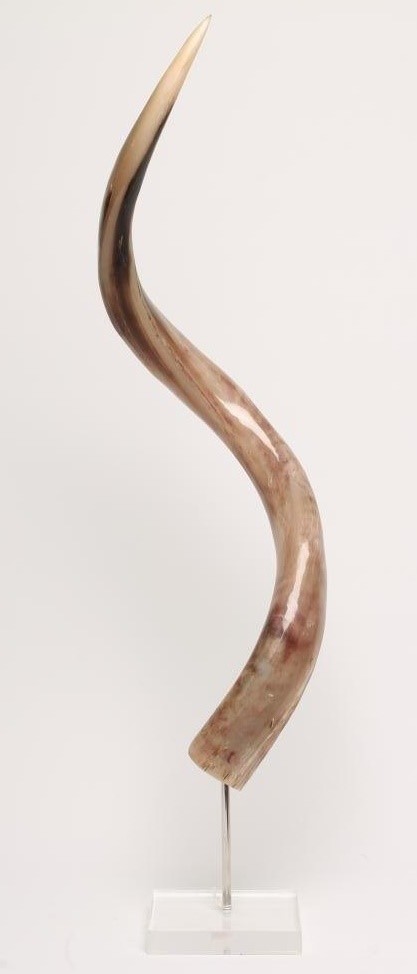 A KUDU HORN Image