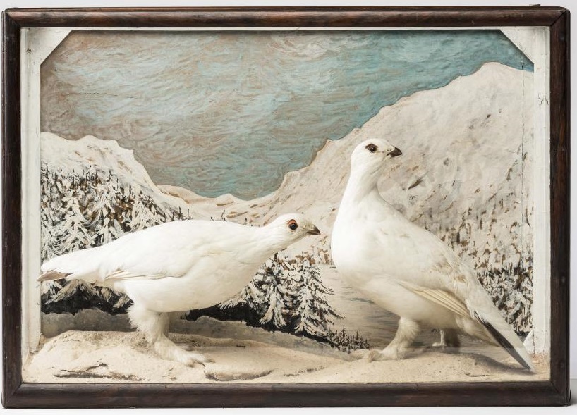A TAXIDERMY CASED PAIR OF PTARMIGAN Image