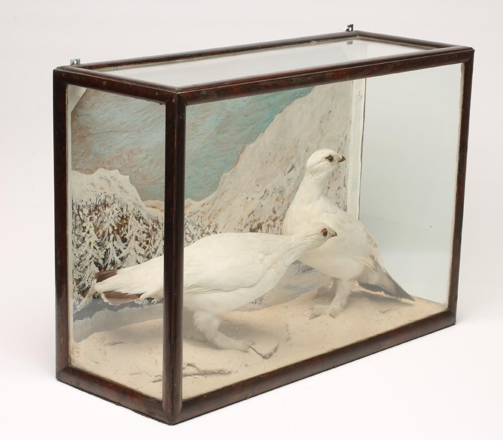 A TAXIDERMY CASED PAIR OF PTARMIGAN Image