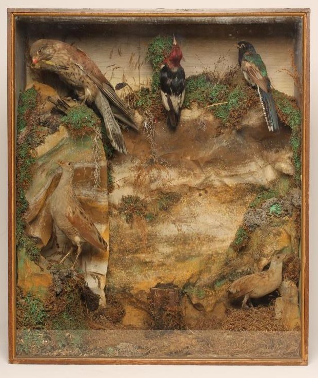 A CASE OF NORTH AMERICAN TAXIDERMY BIRDS Image