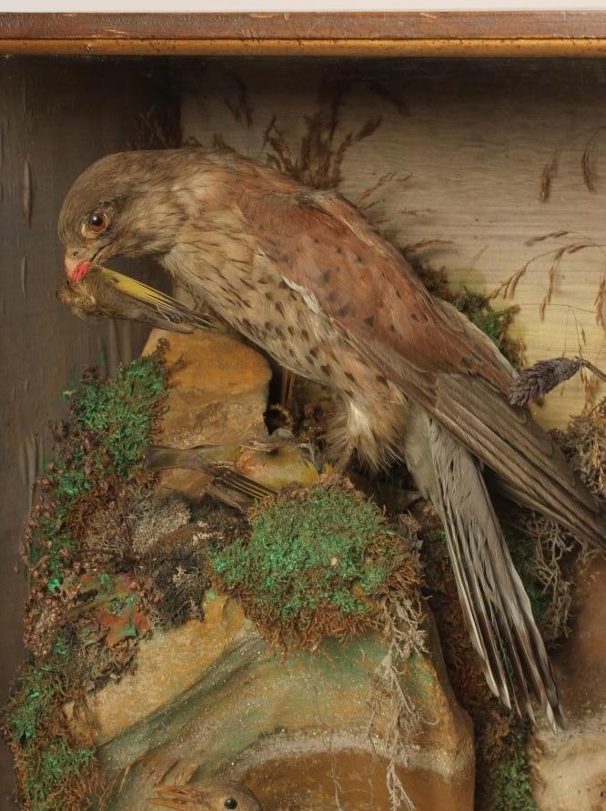 A CASE OF NORTH AMERICAN TAXIDERMY BIRDS Image
