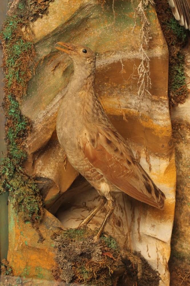 A CASE OF NORTH AMERICAN TAXIDERMY BIRDS Image