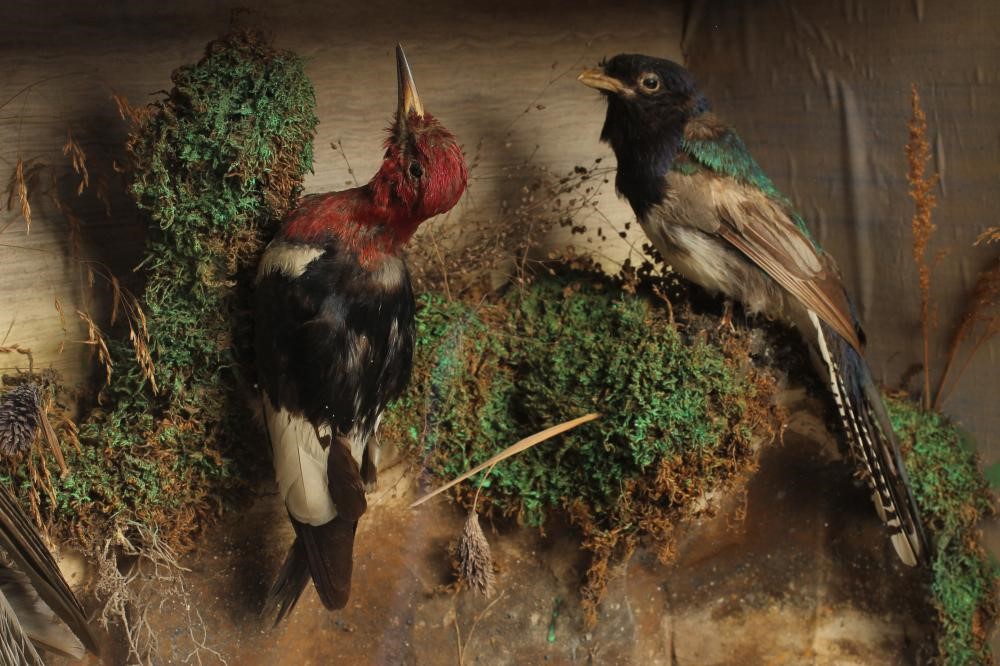 A CASE OF NORTH AMERICAN TAXIDERMY BIRDS Image