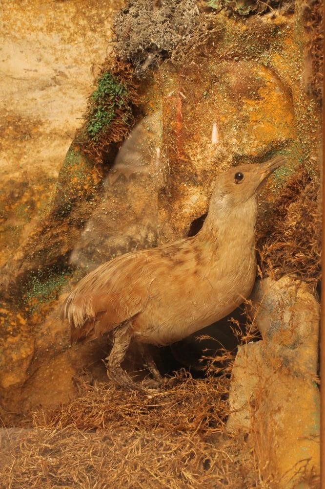 A CASE OF NORTH AMERICAN TAXIDERMY BIRDS Image