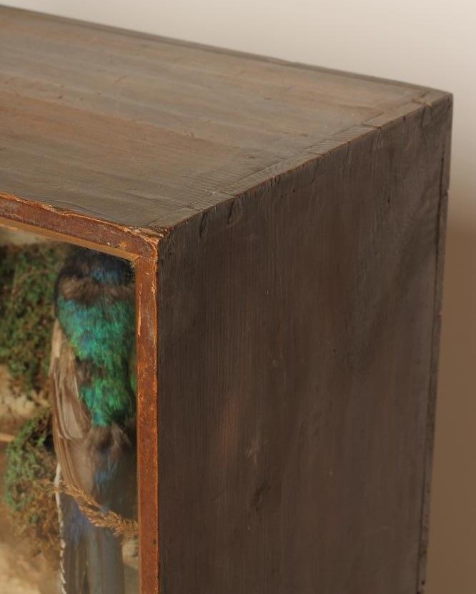 A CASE OF NORTH AMERICAN TAXIDERMY BIRDS Image