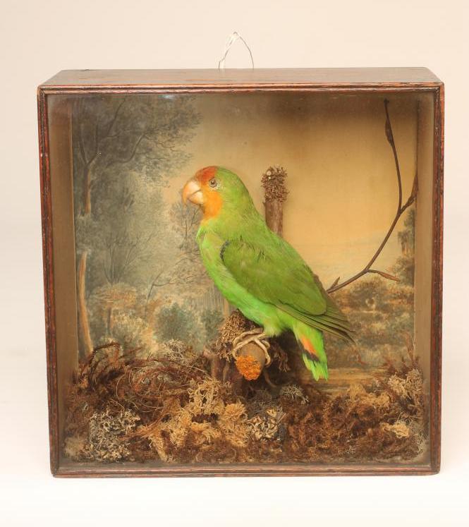 A LATE VICTORIAN TAXIDERMY DISPLAY CASE containing a parakeet realistically modelled perched on a Image