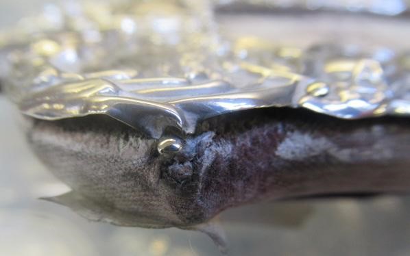 OF BOER WAR INTEREST - a late Victorian easel back photograph frame Image