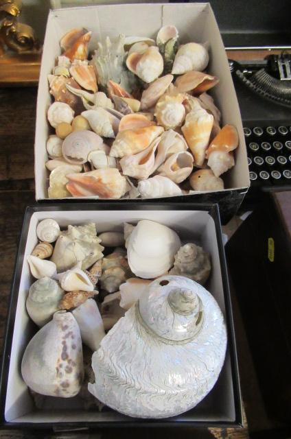 TWO BOXES OF SEA SHELLS Image