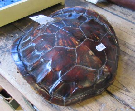 TURTLE SHELL Image