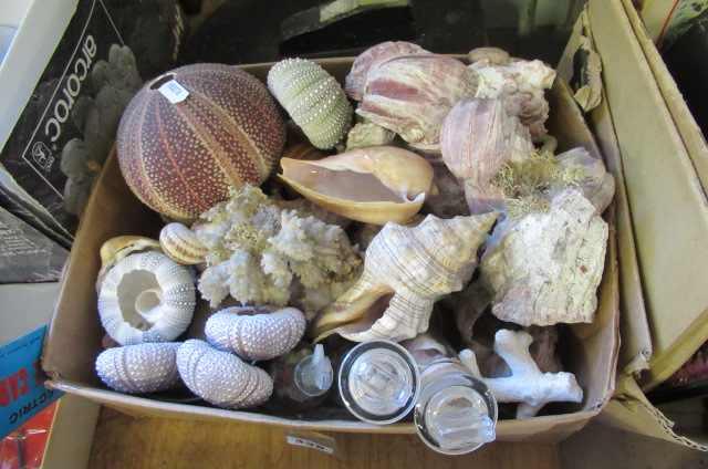 BOX OF SHELLS ETC Image