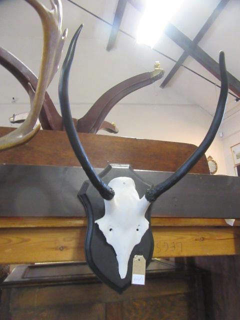 PAIR OF  ANTLERS Image