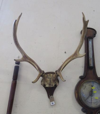PAIR OF ANTLERS Image