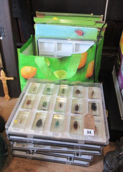 FIVE TRAYS OF NATIONAL HISTORY MUSEUM INSECT SPECIMENS Image