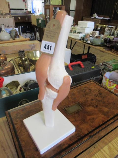 ANATOMICAL MODEL OF THE KNEE JOINT Image