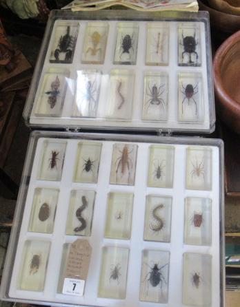 FOUR TRAYS OF NATIONAL HISTORY MUSEUM INSECT SPECIMENS Image