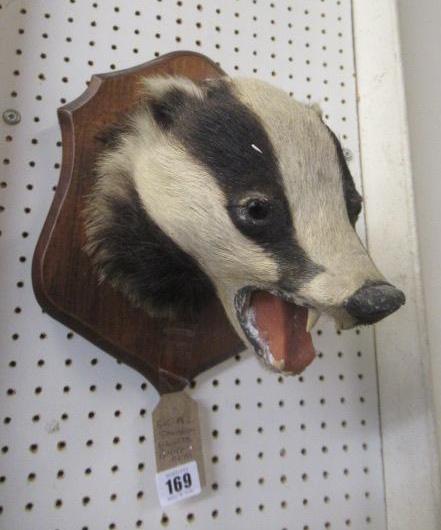 MOUNTED TAXIDERMY BADGER HEAD Image