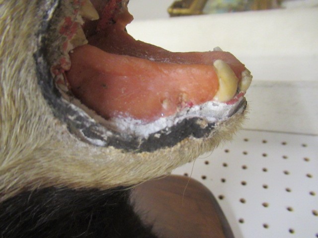 MOUNTED TAXIDERMY BADGER HEAD Image