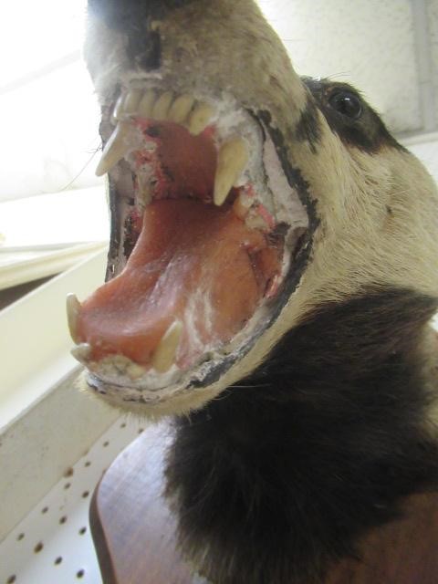 MOUNTED TAXIDERMY BADGER HEAD Image
