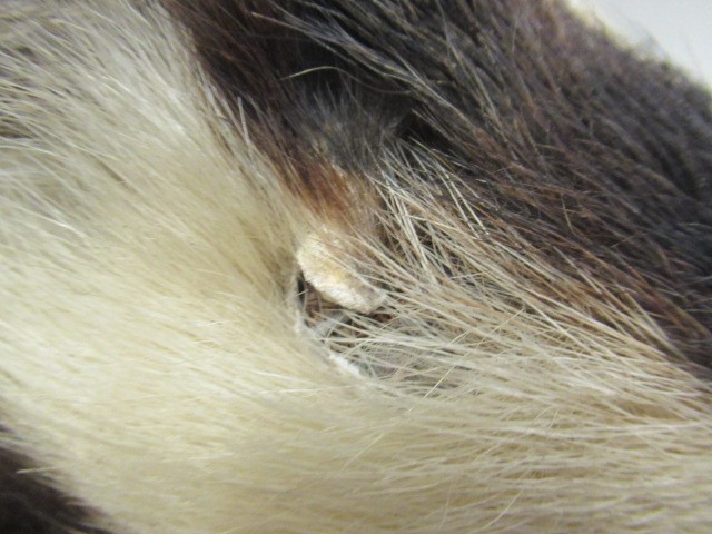 MOUNTED TAXIDERMY BADGER HEAD Image
