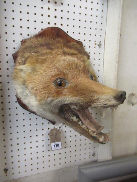 MOUNTED TAXIDERMY FOX HEAD Image