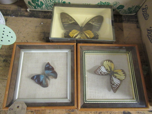 THREE BUTTERFLIES Image