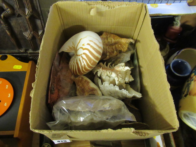 BOX OF SHELLS INCLUDING NAUTILUS Image